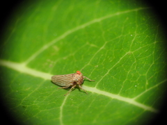 Agalliina