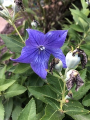 Platycodon grandiflorus