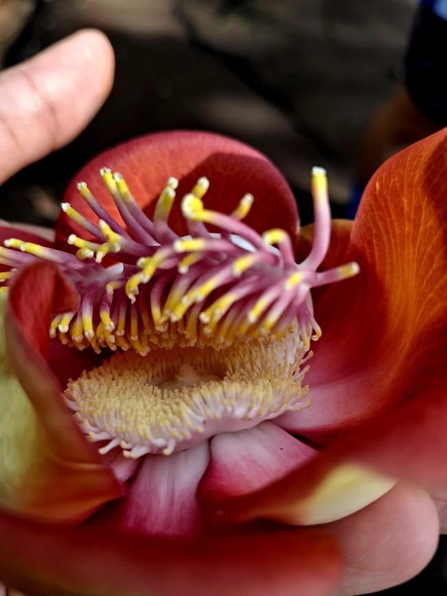 Couroupita guianensis
