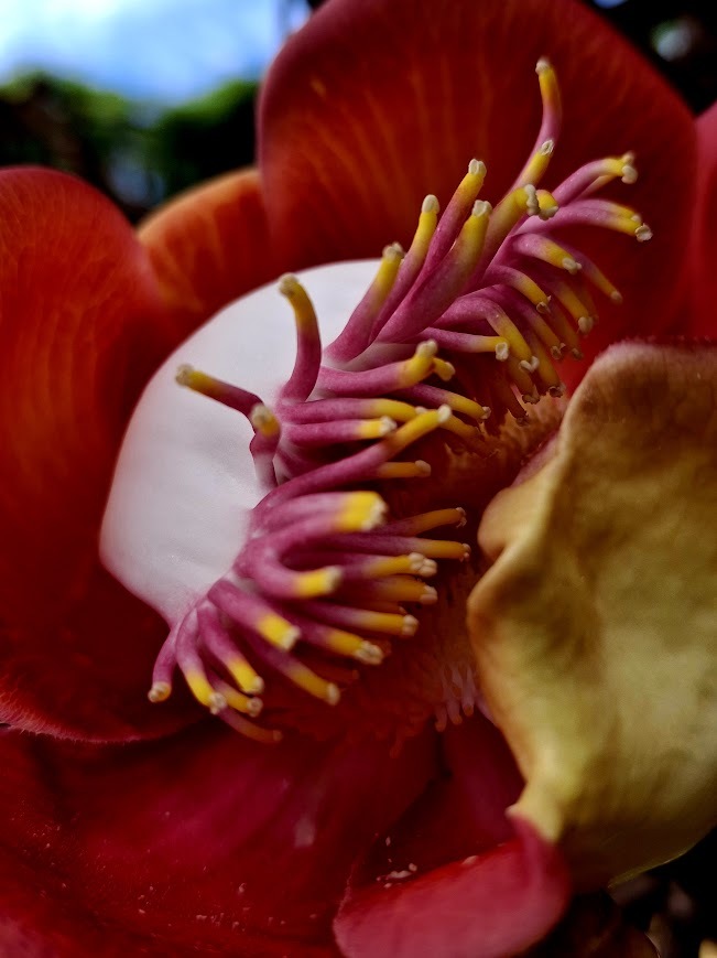 Couroupita guianensis