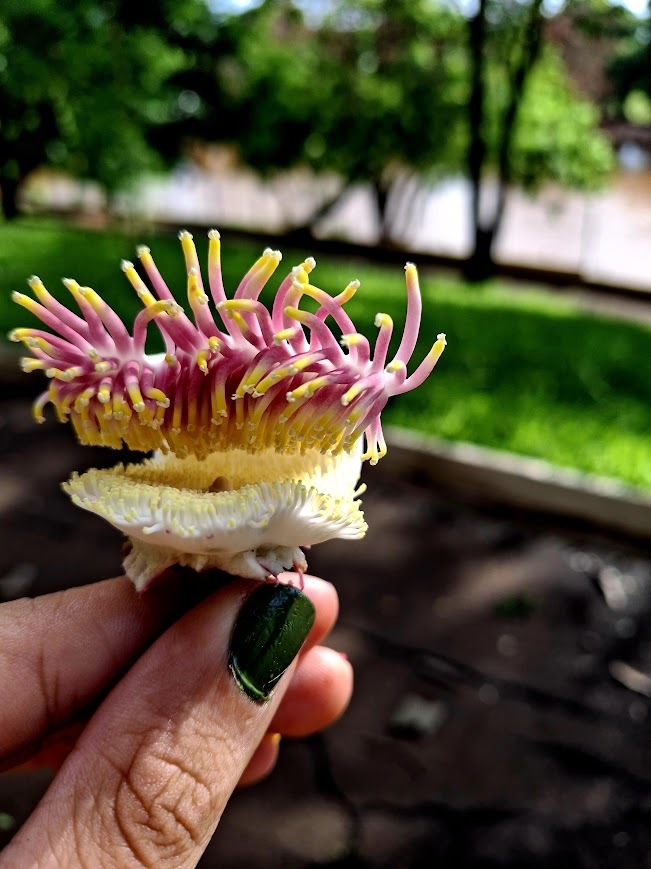 Couroupita guianensis
