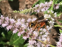 Sphex ichneumoneus