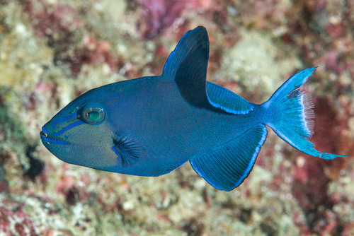 Black-bodied triggerfish (Odonus niger) — Balistidae — 5
