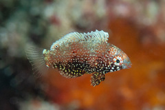 Black Leopard Wrasse photo 2