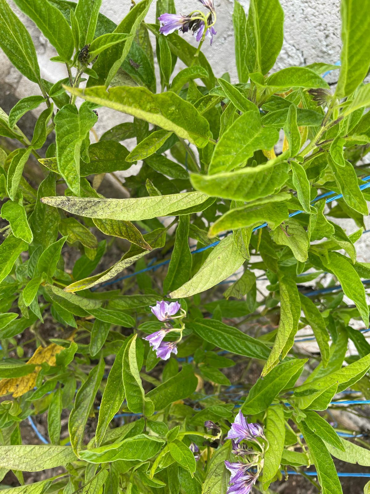 Imagem de Pepino-do-mar