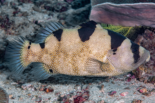 Spotted soapfish (Pogonoperca punctata) — Serranidae — 4