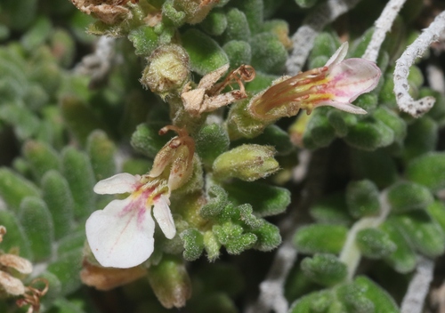 Teucrium balfourii