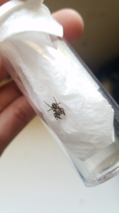 Habronattus klauseri