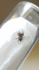 Habronattus klauseri