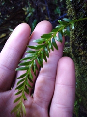 Tmesipteris sigmatifolia