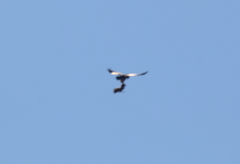 Geranoaetus melanoleucus australis