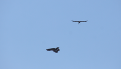 Geranoaetus melanoleucus australis