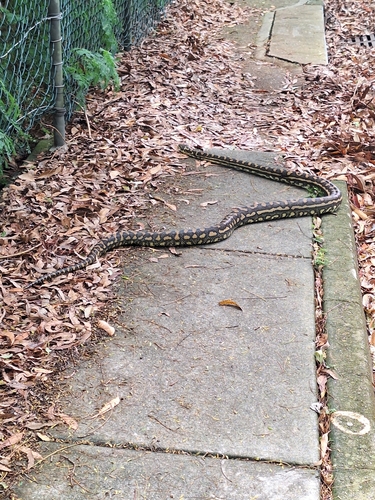 Coastal Carpet Python sighting