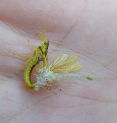 Pentagenia vittigera