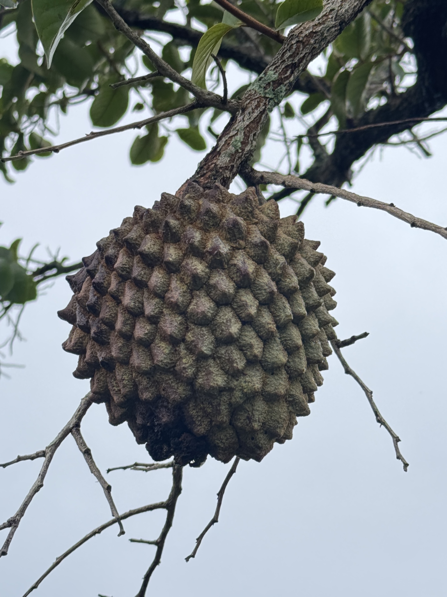 Annona crassiflora