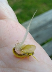 Pentagenia vittigera