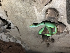 Trimeresurus macrops