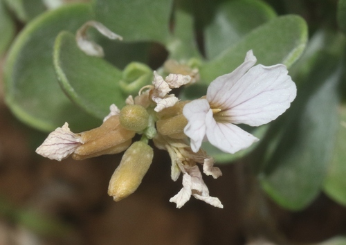 Farsetia socotrana