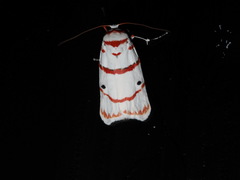 Cyana perornata
