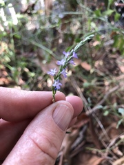Verbena menthifolia