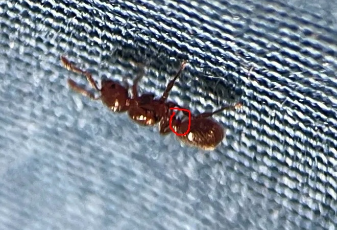 Myrmecina davisoni