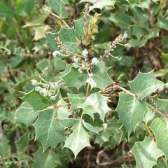 Berberis wilcoxii