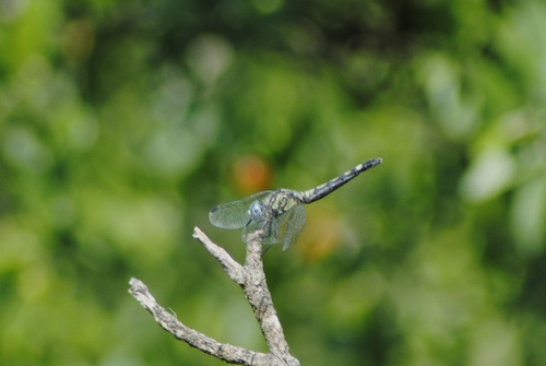 Thornbush Dasher photo 4