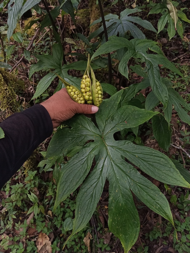 Gorgonidium mirabile