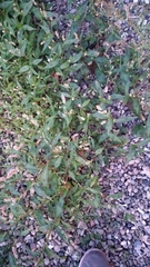 Persicaria maculosa