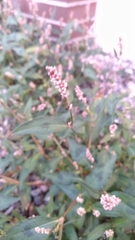 Persicaria maculosa
