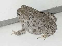 Anaxyrus compactilis