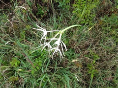 Hymenocallis occidentalis eulae