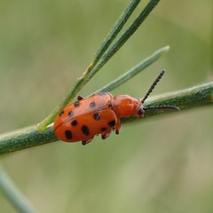 Crioceris duodecimpunctata