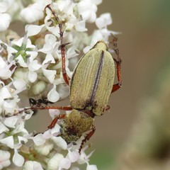 Macrodactylus uniformis
