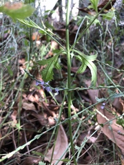Verbena menthifolia