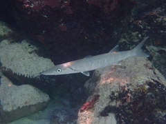 Great Barracuda