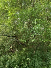 Morus alba
