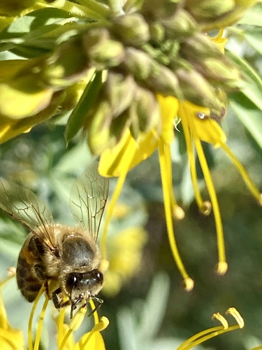 iNaturalist observation photo of Western Honey Bee