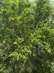Morus alba