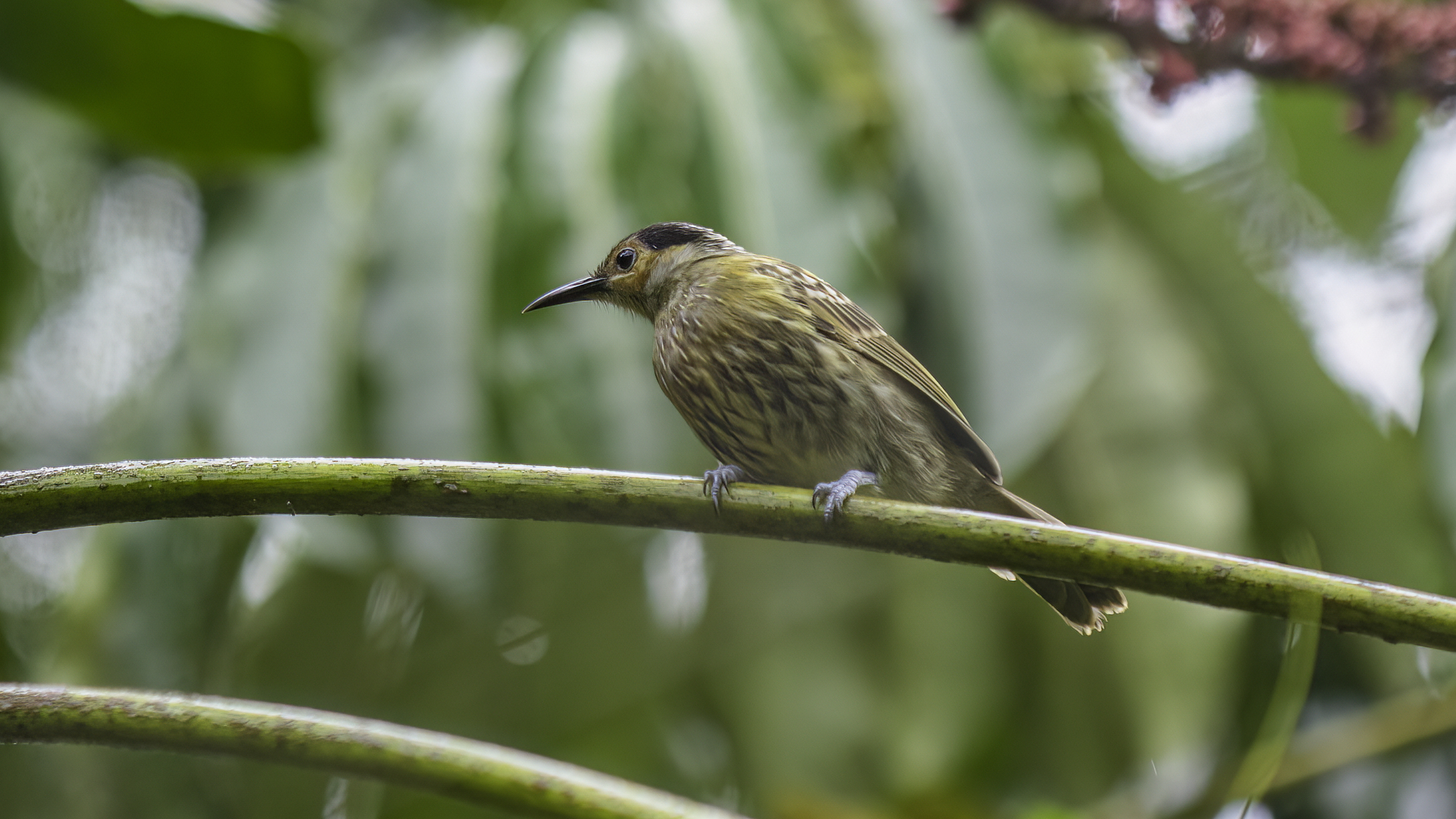 Macleay's Honeyeater (Xanthotis macleayanus), photo 6