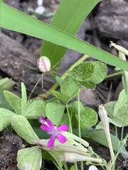 Enoplognatha ovata