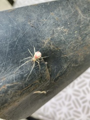 Enoplognatha ovata