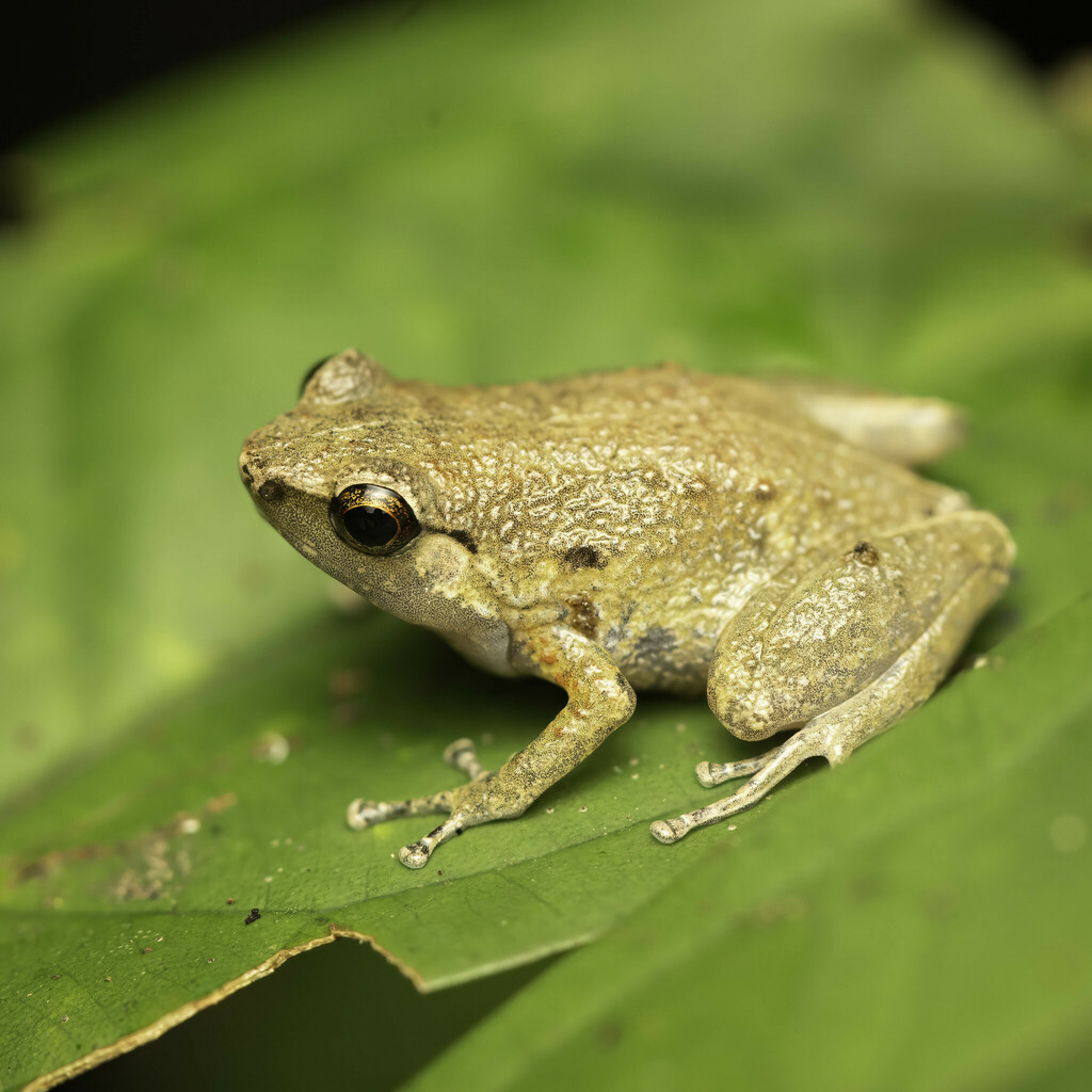 Cophixalus salawatiensis