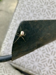 Enoplognatha ovata