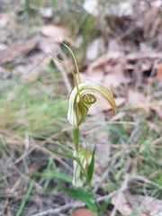 Pterostylis grandiflora