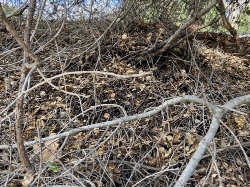 iNaturalist observation photo of Woodrats