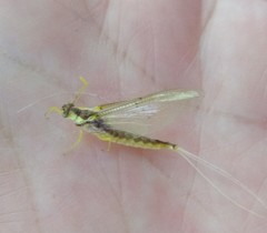 Pentagenia vittigera