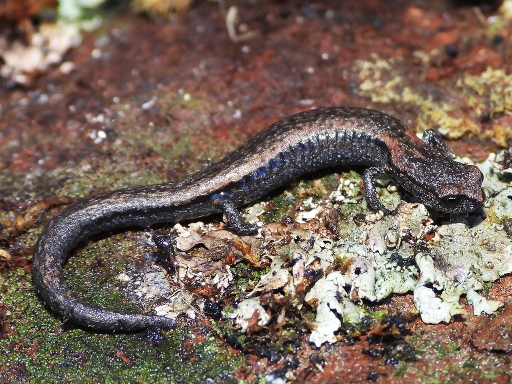 Kern Canyon Slender Salamander
