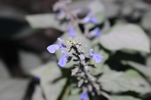 Image of Salvia roscida by (c) Rodolfo Maximiliano Gutiérrez-Sánchez, some rights reserved (CC BY)