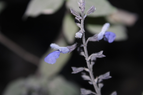Image of Salvia roscida by (c) Rodolfo Maximiliano Gutiérrez-Sánchez, some rights reserved (CC BY)